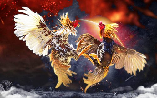 Aplikasi Sabung Ayam Online