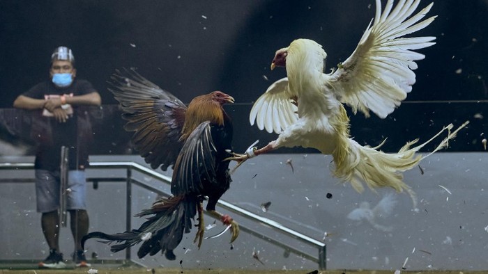 Sabung Ayam Online 2025