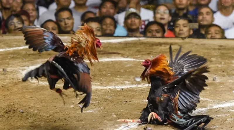 Dua ayam jago bertarung dalam arena sabung ayam tradisional.