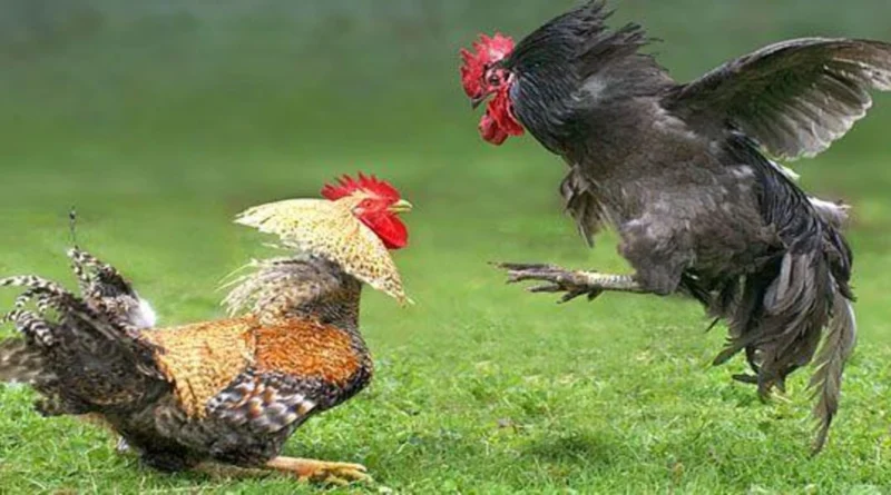 Mengenal Permainan Sabung Ayam