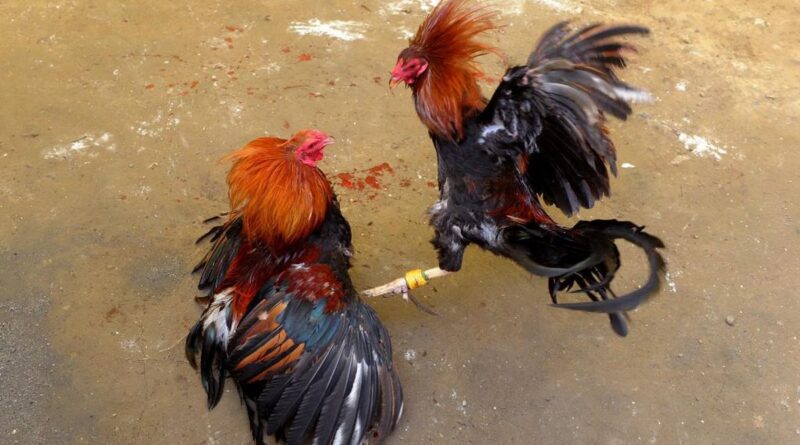 Sabung Ayam Online Resmi