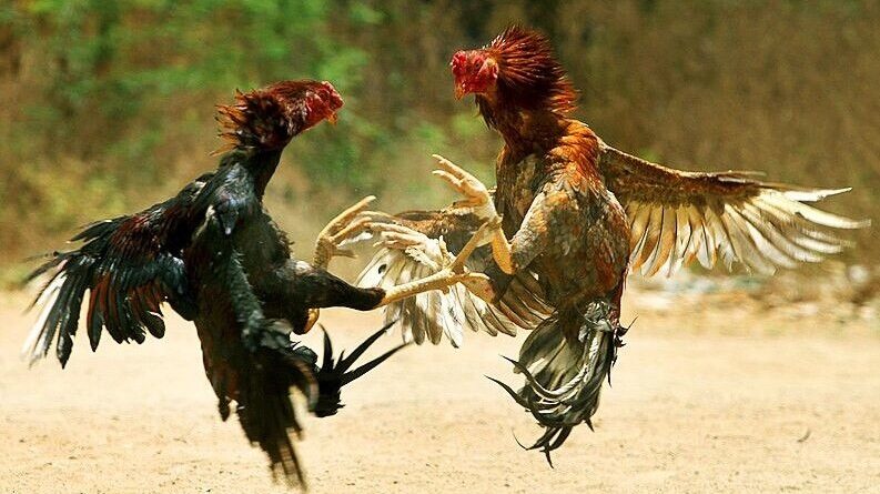 Serunya Sabung Ayam Online